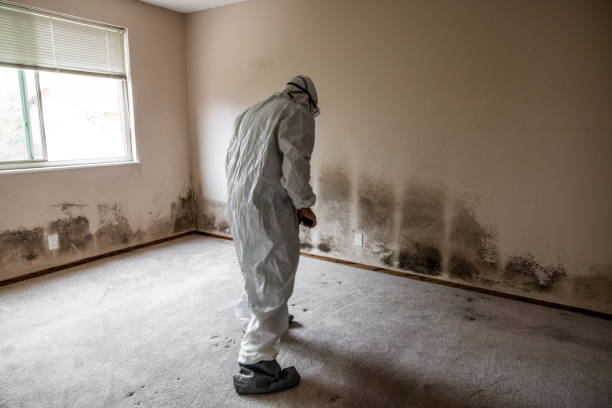 Best Mold Damage Repair  in Milton, LA