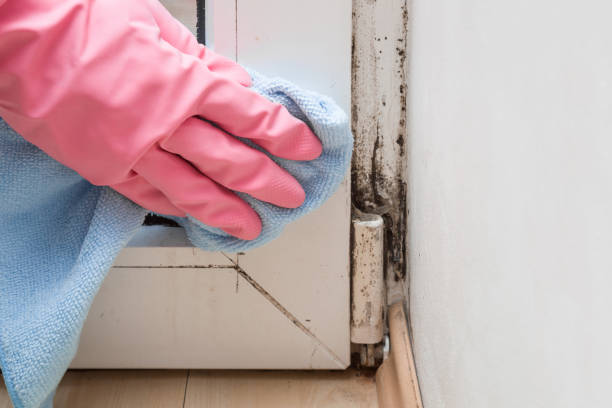 Best Affordable Mold Removal  in Milton, LA